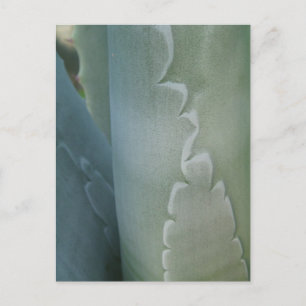 Carte postale Détail Cactus