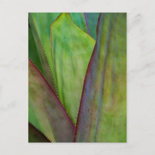 Carte Postale Détail d'Agave