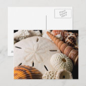 Carte Postale Détail de coquillages du monde entier (Devant / Derrière)