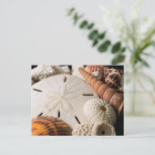 Carte Postale Détail de coquillages du monde entier (Debout devant)
