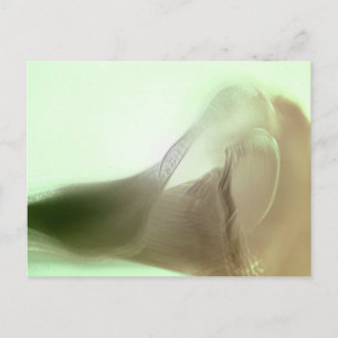 Carte Postale Détail de la fleur romantique