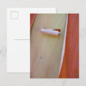 Carte Postale Détail de l'écorce de l'arbre de Madrone (Devant / Derrière)