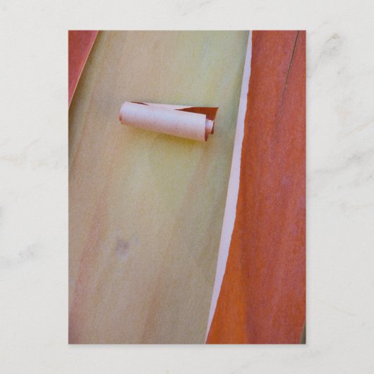 Carte Postale Détail de l'écorce de l'arbre de Madrone (Devant)