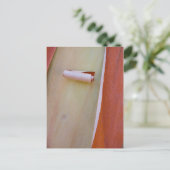 Carte Postale Détail de l'écorce de l'arbre de Madrone (Debout devant)