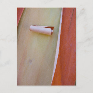 Carte Postale Détail de l'écorce de l'arbre Madrone