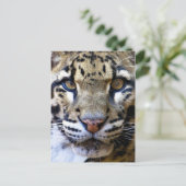 Carte Postale Détail de léopard obscurci (Debout devant)