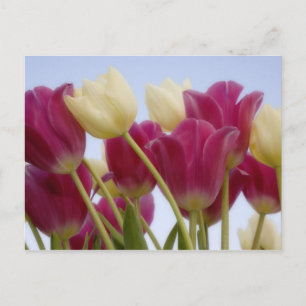 Carte Postale Détail de tulipes. Crédit : Don Paulson /
