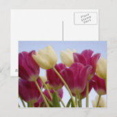 Carte Postale Détail des tulipes. Crédit : Don Paulson / (Devant / Derrière)