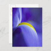 Carte Postale Détail d'une iris Pavillon Bleu. (Devant / Derrière)