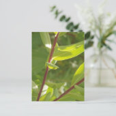 Carte postale Détail plante (Debout devant)