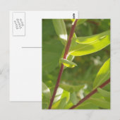 Carte postale Détail plante (Devant / Derrière)