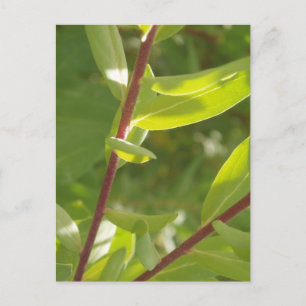 Carte postale Détail plante