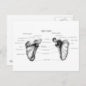 Carte Postale Détails de Scapula (Devant / Derrière)