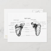 Carte Postale Détails de Scapula (Devant / Derrière)