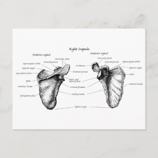 Carte Postale Détails de Scapula (Devant)