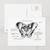 Carte Postale Détails sur le mâle Pelvis (Devant / Derrière)