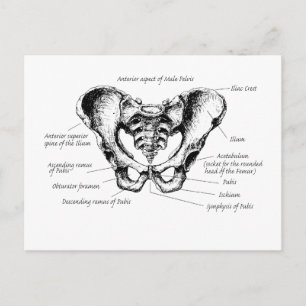 Carte Postale Détails sur le mâle Pelvis