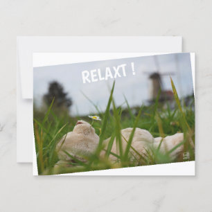 Carte Postale Détendez-vous dans la nature avec le moulin hollan