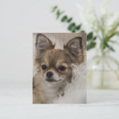 Carte Postale Détente du Chihuahua gâté (Debout devant)