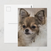 Carte Postale Détente du Chihuahua gâté (Devant / Derrière)