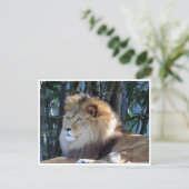 Carte Postale détente du lion (Debout devant)