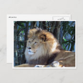 Carte Postale détente du lion (Devant / Derrière)