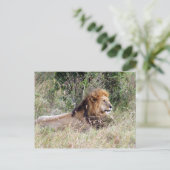 Carte Postale détente du lion (Debout devant)