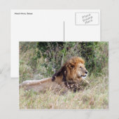Carte Postale détente du lion (Devant / Derrière)