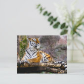 Carte Postale Détente du tigre (Debout devant)