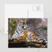 Carte Postale Détente du tigre (Devant / Derrière)