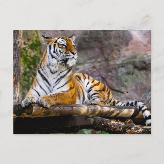 Carte Postale Détente du tigre (Devant)