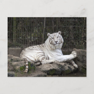 Carte Postale Détente photo de tigre blanc du Bengale