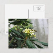 Carte Postale Deux abeilles (Devant / Derrière)