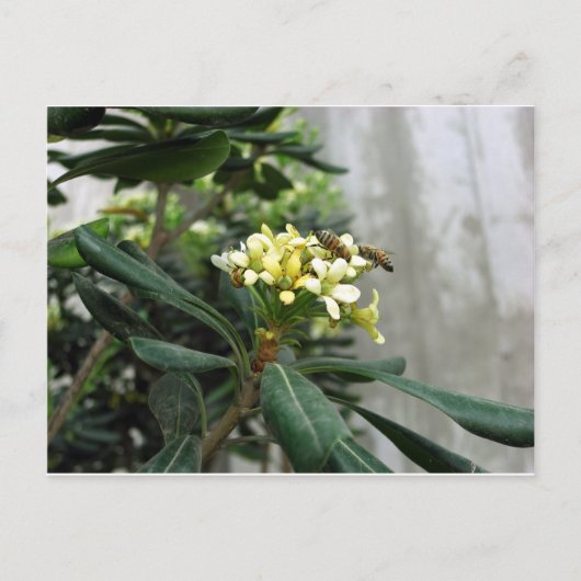 Carte Postale Deux abeilles (Devant)