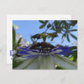 Carte Postale Deux abeilles sur Passion Flower do-it-yourself ca (Devant / Derrière)