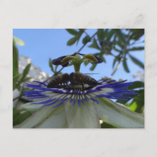 Carte Postale Deux abeilles sur Passion Flower do-it-yourself ca