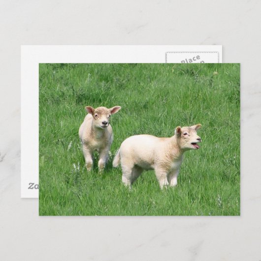 Carte Postale Deux agneaux (Devant / Derrière)