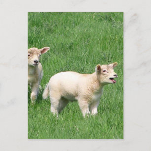 Carte Postale Deux agneaux