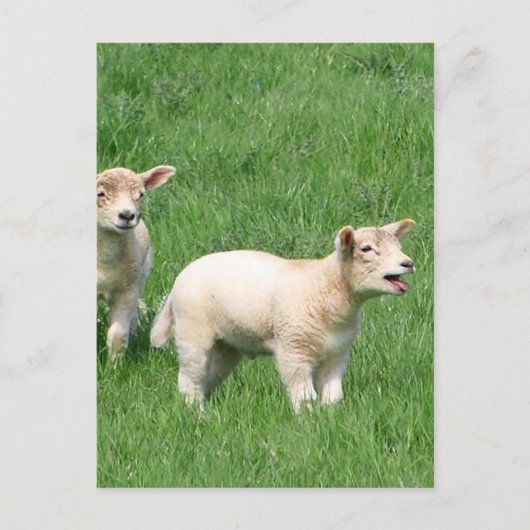 Carte Postale Deux agneaux (Devant)