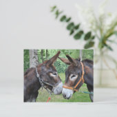 Carte Postale Deux ânes sympathiques (Debout devant)
