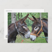 Carte Postale Deux ânes sympathiques (Devant / Derrière)