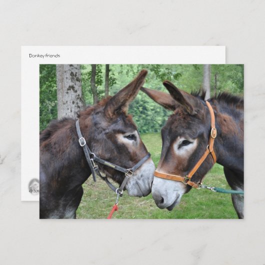Carte Postale Deux ânes sympathiques (Devant / Derrière)