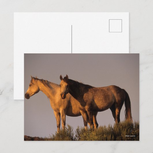 Carte Postale Deux Arabes se rassemblent Le Soir Lumière (Devant / Derrière)