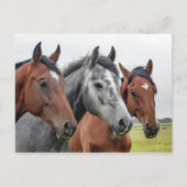 Carte Postale Deux baies et un gris, trois chevaux dans une rang (Devant)
