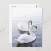 Carte Postale Deux bains nager sur le lac Tranquil (Devant / Derrière)