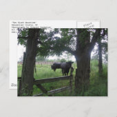 Carte Postale deux beautés noires (Devant / Derrière)