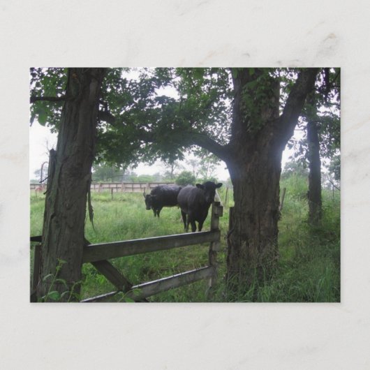 Carte Postale deux beautés noires (Devant)