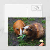 Carte Postale Deux Beaux Cochons De Guinée Mangent Légume (Devant / Derrière)