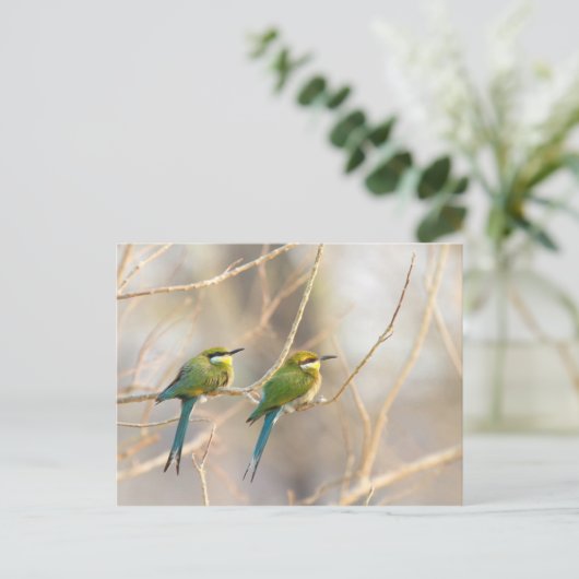 Carte Postale Deux Bee-eaters (Debout devant)