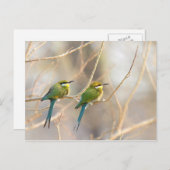 Carte Postale Deux Bee-eaters (Devant / Derrière)